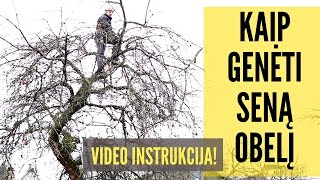 Kaip genėti seną obelį - visa eiga ir atsakymai į klausimus