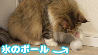 【巨大】氷のボールで猫に遊ばせたら･･･