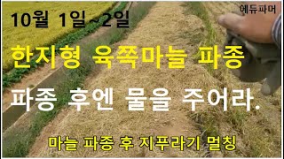 10월 1일~2일 한지형 육쪽마늘 파종