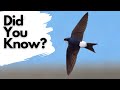 Things you need to know about the HOUSE MARTIN