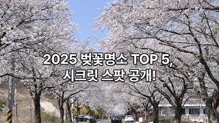 2025 벚꽃 개화시기, 나만 알고 싶은 명소 Best 5