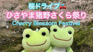 ひさやま猪野さくら祭りに行ってきたよ Cherry Blossom Festival#sakura