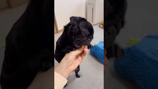 二足歩行でおやつを奪おうとするきなこ　#shortvideo #shorts #pug #多頭飼い #dog #puppy