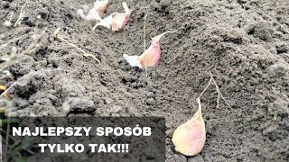 Jak sadzić czosnek ozimy? NAJLEPSZY SPOSÓB