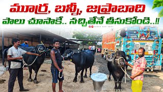 #buffalo పాలు చూసాకే.. నచ్చితేనే తీసుకోండి!!Top quality Buffalows!banni, jafrabadi\u0026murrah!!!#dairy