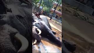 നിങ്ങൾ എന്നെപ്പോലെ ഒരു ആന സ്നേഹിയാണോ....?😍#trending#shorts#youtube#short#elephant##animals#wildlife