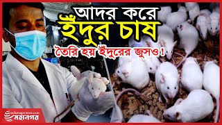 ইঁদুরেরও জুস হয় ! | Rat farming | Rat juice | Mohanagar News