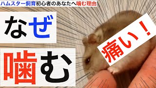 【痛い！なぜ噛む？】ハムスター飼育初心者のあなたへ噛む理由