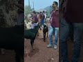 മഞ്ചേരി ചോലക്കൽ ചന്തയിലെ ആടുകൾ kala cow beefcattle beef buffalo meat beefs farming beef