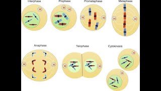 L12: Functions of Anaphase promoting complex \u0026 contractile ring; Anaphase \u0026telophase of Mitosis