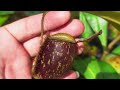 my nepenthes ampullaria collection