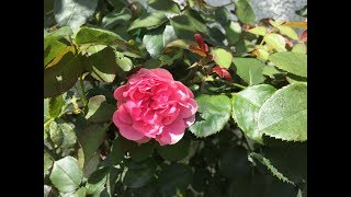 Flower288 妻の残した…🌻ヒロコ・ガーデンの「薔薇さん達の開花の様子とその他の花々達」