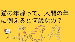 【猫雑学】猫の年齢って人間の年に例えると何歳なの？