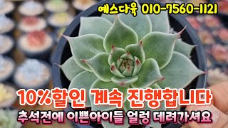 #예스다육(010-7560-1121) 추석까지 10%할인 놓치지 마셔요 예쁜 아이들이 너무 많아요~^^