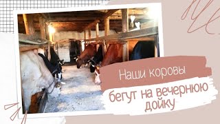 Дом в деревне/Наши коровки/Коровы бегут на вечернюю дойку