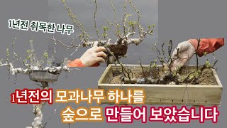 모과나무를 숲으로 만드는 과정 / The process of turning quince into a forest