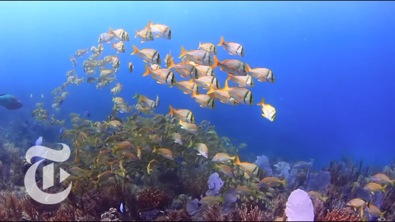 Cuba's Coral Garden: Jardines De La Reina | The New York Times - YouTube