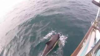 DYM Dolphins in the Irish Sea