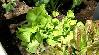 How to Grow Butterleaf Lettuce : Planting \u0026 Gardening Vegetables