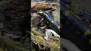 Fire Salamander, Salamandra Salamandra, Вогняна (Плямиста) Саламандра, Огненная Саламандра