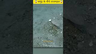 समुद्र के नीचे ताजमहल😱Amazing Fact | Facts | Experiment #shorts #ytshorts #youtube #viral #fact
