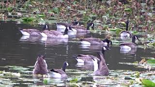 Nijlganzen in het Leijpark