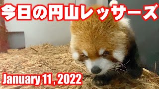 【レッサーパンダ】今日の円山レッサーズ　January 11 , 2022　Red Pandas at Maruyama Zoo