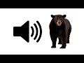 Bear Growl - Sound Effect | ProSounds