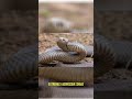 The World's 5 MOST DEADLY Snakes! | Australia | Snakes | Facts | Curio-city