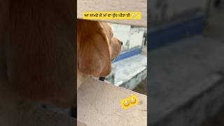 Angry Labrador retriever barking 🦮#viral #youtubeshorts #shorts #dog #labrador