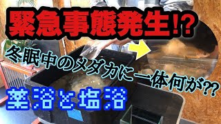 冬眠中のメダカに病気が発生!?薬浴と塩浴を施しました…その一部始終。。【メダカの学校】