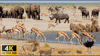 4K African Wildlife: Kafue National Park - Scenic Wildlife Film With African Music