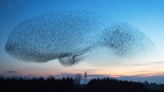 Live: Starling Murmuration - Expected start time 1630 GMT