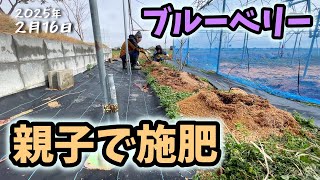 【ブルーベリー】親子で施肥してみた【5回目】佐賀県吉野ヶ里町でシャインマスカットなど果樹栽培日誌