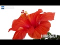 微速度（インターバル）撮影_ハイビスカス　time lapse_hibiscus