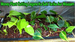 Money Plant Cutting Lagane Ka Tarika Aur Sahi Mousam: Full Guide