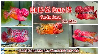 Kamfa F2 Hàng Tuyển Đẹp | Giá Siêu Mền | Cơ Sở Cá La Hán Lân Bùi | 0834134966