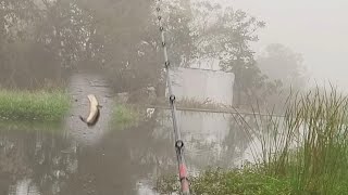 Snakehead Fish hunting...బొమ్మెల షికారి.  #jssvlogs #fishing