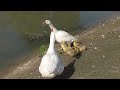 embden geese white geese with 8 goslings.