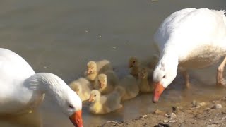 Embden Geese (White Geese) with 8 Goslings.