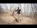 Shed Hunting for deer  (GIANT ELK DEAD HEAD FOUND)