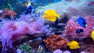 300 Gallon Anemones Tank