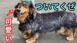 ⚠️注意⚠️可愛いストーカーRocky❤ 優しい巨人 グレート・デーン クィーンちゃん ダックスフンド ロッキー君 小型犬 超大型犬