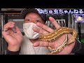 お迎え動画！希少なヘビを超有名ショップで購入！アクション満載？ボールパイソン　ブラッドパイソン　飼育　カーペットパイソン　コーンスネーク サンビームスネーク　シシバナヘビ アルバーティスパイソン