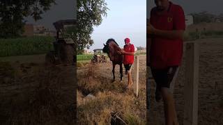 stallion imran horse ❣️🐎 #reels #horselover #shortsyoutube #viral #trending #stud