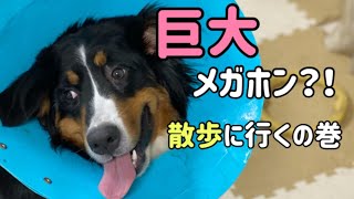 【避妊手術後の大型犬】術後1日目、元気に散歩に行きました！【Bernese Mountain Dog】【Chihuahua】