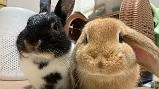 【欲求不満】ご飯食べずに腰を振るポン助🐰