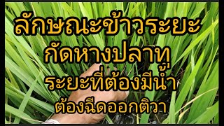 ข้าวระยะท้องกัดหางปลาทูไม่มีนํ้าดียังไงมีนํ้าดียังไง