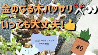 金のなる木バッサリ✂️カットして大丈夫!👍　#金のなる木剪定40日後　#金のなる木25年初めて剪定後の成長記録!