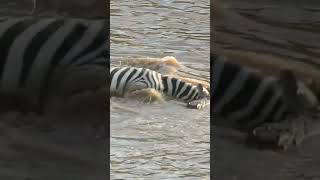 zebra struggling for life